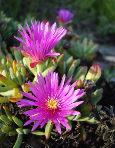 Lampranthus fugitans flowers